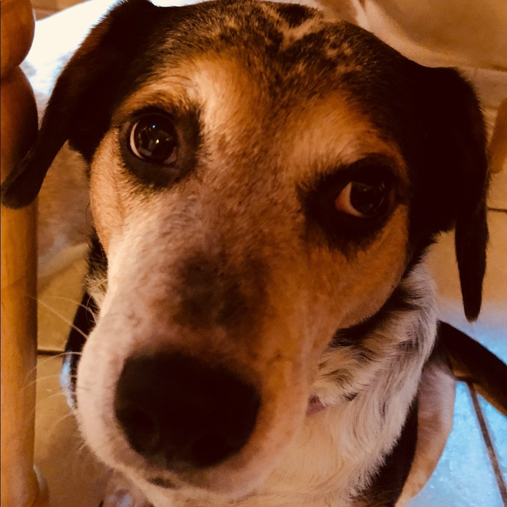 Meet your Posher, Deann